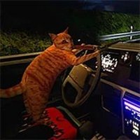 Cat Driving Adventure: Moonlight Journey